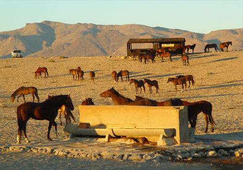 Klein-Aus Vista Desert Horse Inn Bagian luar foto